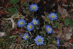 Gentiana capitata